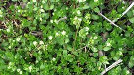 Move fast on chickweed eradication or you’ll get thousands of seeds