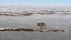 Two injured in wolf attack on Dalton Highway, troopers say