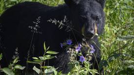 2 campgrounds in Portage Valley close to some users after bear attacks tent campers