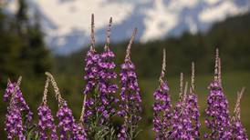 You don’t need a garden to find great things to eat growing in Alaska