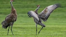 Sandhill cranes make stopover in Southcentral Alaska before fall migration takes flight