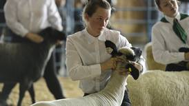 Photos: Livestock competition draws kids to the ring at the Alaska State Fair