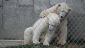 Polar pals: How two Alaska Zoo bears became friends