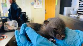 Kittens or puppies? Animals left at shelter turned out to be foxes — again.