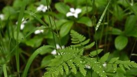 How to fortify your garden against extended rainy weather