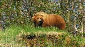 Soldotna hunter tells of surviving attack by brown bear 