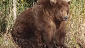 ‘No fat shaming’: Vote for the most rotund Katmai bear during Fat Bear Week