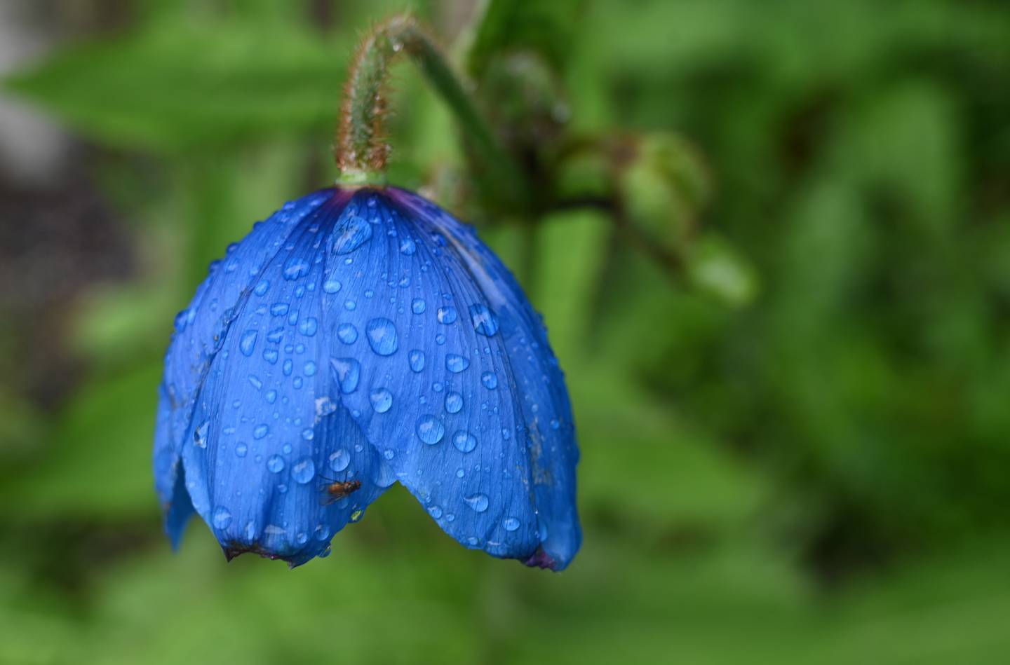 Rainy Day Botanical Gardens