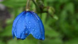 ‘Teaming With Microbes’ podcast: Gardening in the rain  