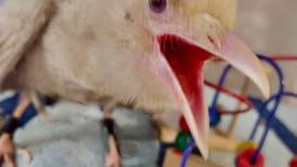 Rare white crow rescued in Virginia after being ‘divebombed’ by other crows