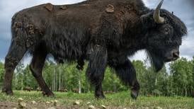 Another new horizon for wood bison in Alaska