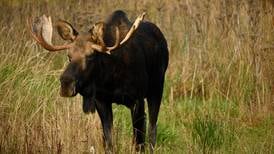 Here’s how to see musk oxen, eagles, bears and other Alaska wildlife up close — safely