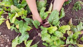 Go ahead and putter in your garden, but don’t neglect crucial midsummer tasks