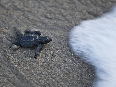 Book review: A biologist finds hope in the conservation of Mexico’s sea turtles