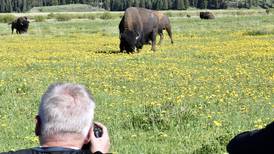 New Instagram filter tells you when you’re too close to wildlife