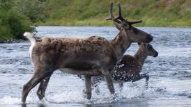 State kills over 80 bears in Southwest Alaska in second-year effort to boost caribou