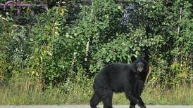 Black bear shot dead while trying to get into tent near Portage campgrounds 