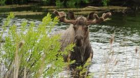 From tiny critters to big bears, here’s how to see Alaska’s wildlife safely