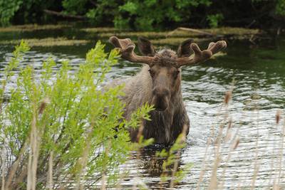 From tiny critters to big bears, here’s how to see Alaska’s wildlife safely