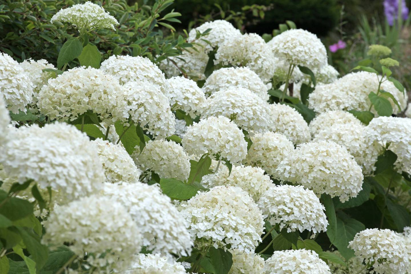 White mophead Hydrangea 'Annabelle' in flower.