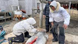 Hunters harvest bearded seals and teach youth