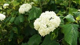 Flashy hydrangeas can grow just fine in Alaska gardens