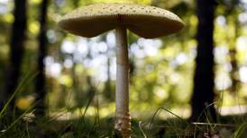 Reader questions: Mushrooms, sawflies and yellow lawns