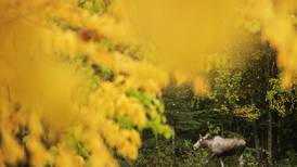 Photos: Autumn colors begin to pop in Southcentral Alaska