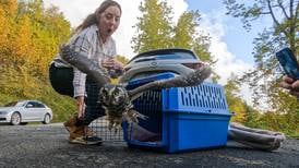 Bird TLC caps busy week with release of 2 raptors