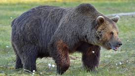 Hunter injured in brown bear attack on Resurrection Pass Trail