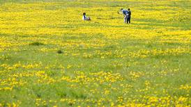 An ode to the dandelion, an unfairly maligned but pesky perennial